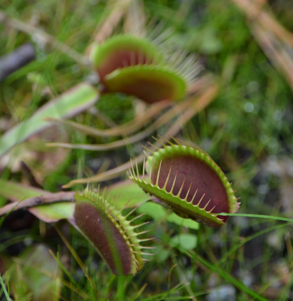venus fly trap Dionaea muscipula