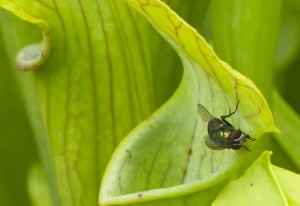 pitcher plant with fly