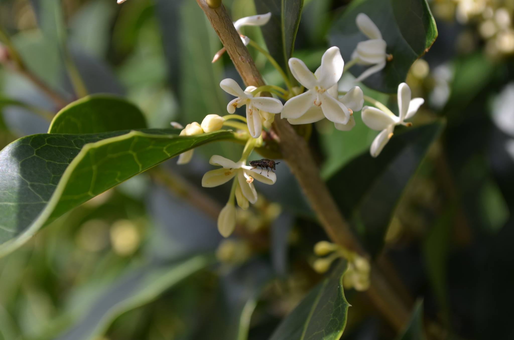 Osmanthus fragrans at Lewis Ginter Botanical Garden