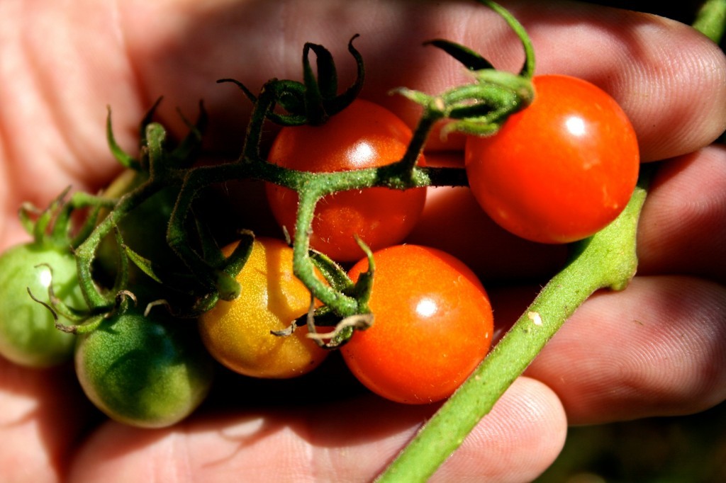 red and green cherry tomatoes