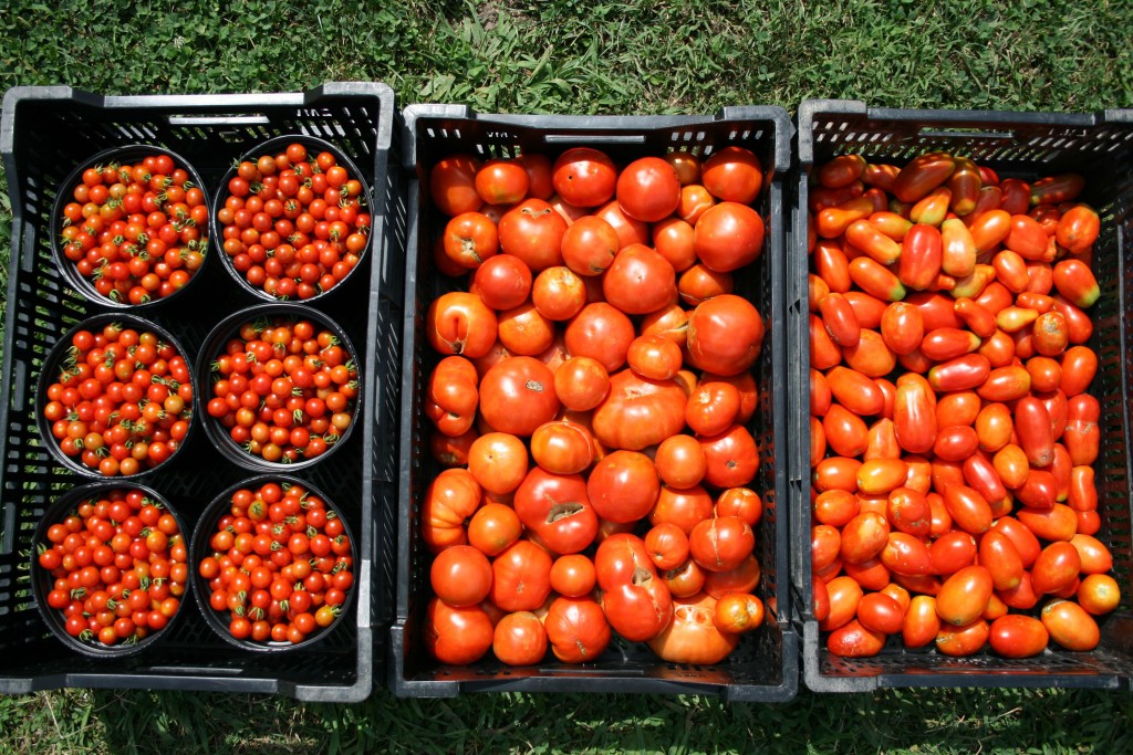 So many tomatoes, so little time!