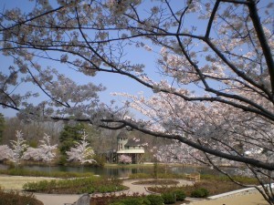 Cherry blossoms on the Cherry Tree Walk