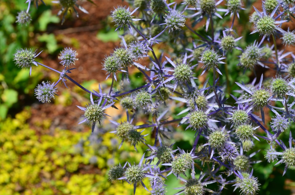 Eryngium planum ‘Blue Glitter' Lewis Ginter Botanical Garden
