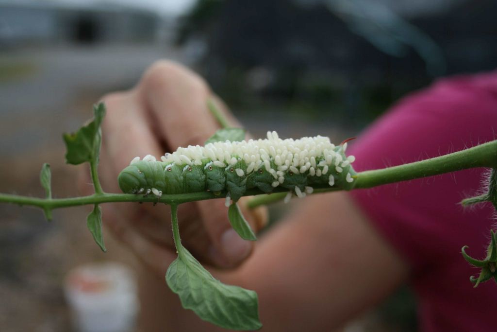 parasitic wasp eggs on a hornworm helps with pest control