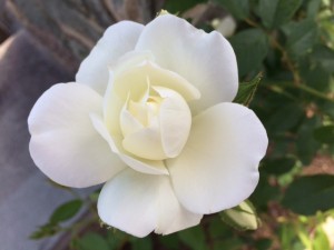White rose perfection