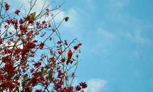 cardinal in tree