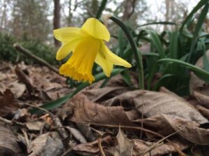 Narcissus