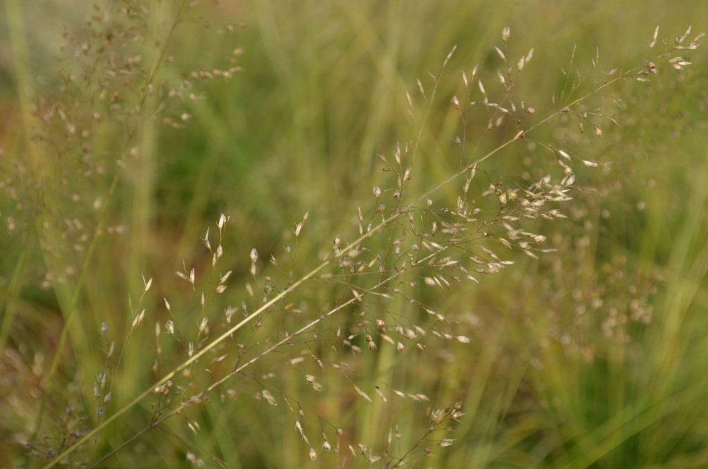 Prairie Dropseed native grass