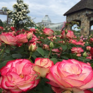 Rosa 'Cherry Parfait' and the Conservatory