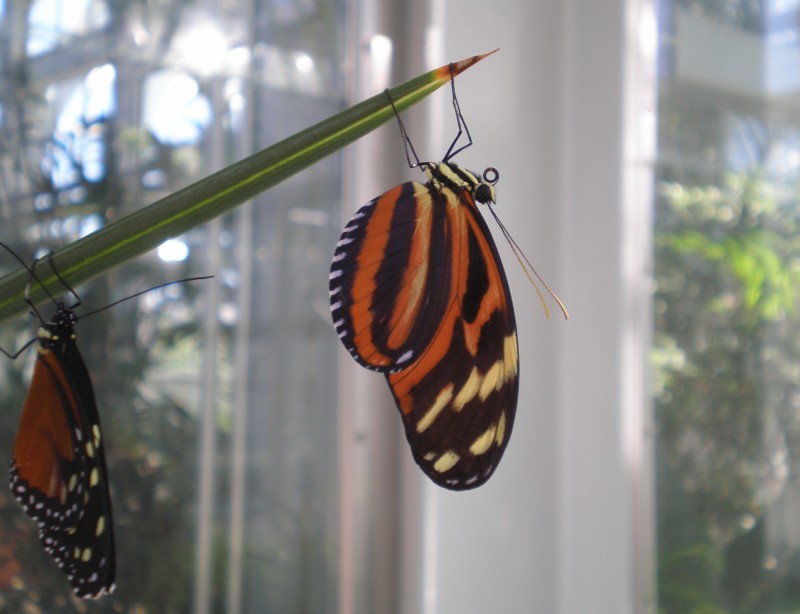 Tiger longwing butterfly or Heliconius ismenius. 