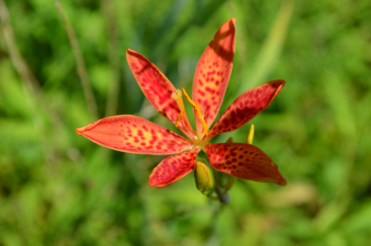 Blackberry Lily; Belamcanda chinensis Lewis Ginter Botanical Garden