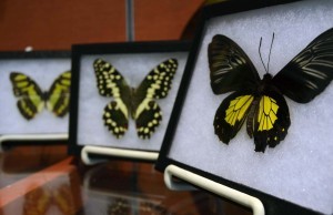 Mounted butterflies sold in the Lewis Ginter Garden shop