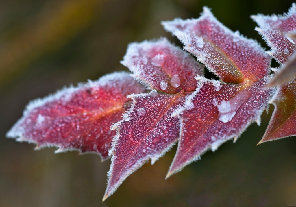 frosty mahonia leaf. Photo by Don WIliamson