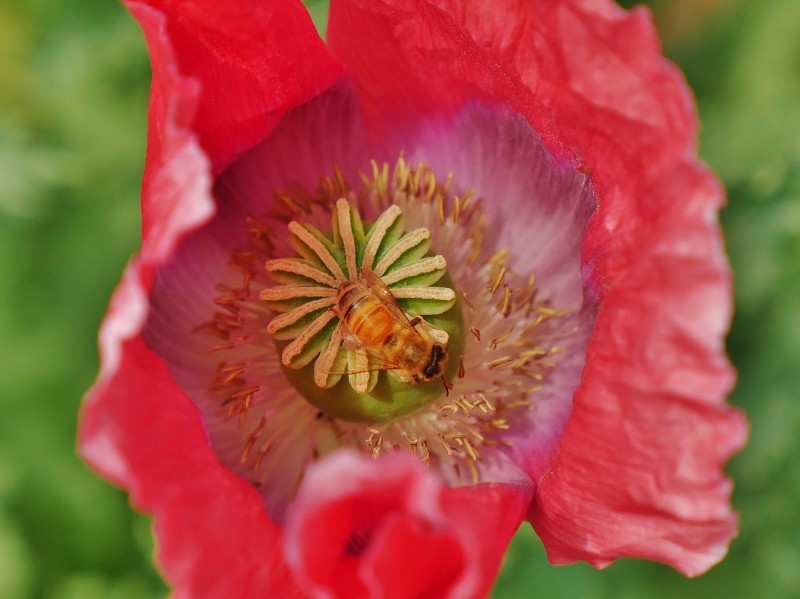 poppy, Papaver and a bee