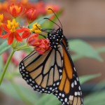 Monarch butterfly at Butterflies LIVE!