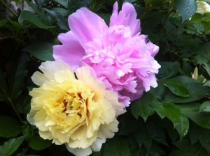 yellow and pink peonies!