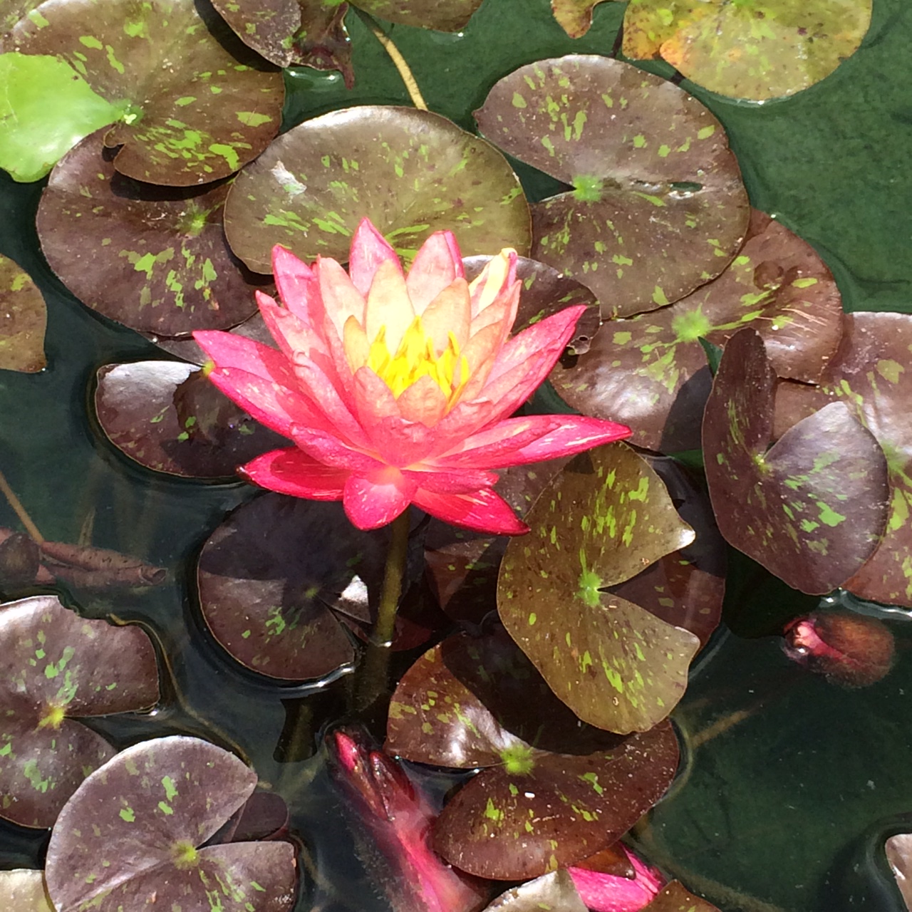 Nymphaea "Peaches and Cream' Lewis Ginter Botanical Garden