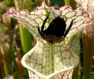 Bee with pitcher plant
