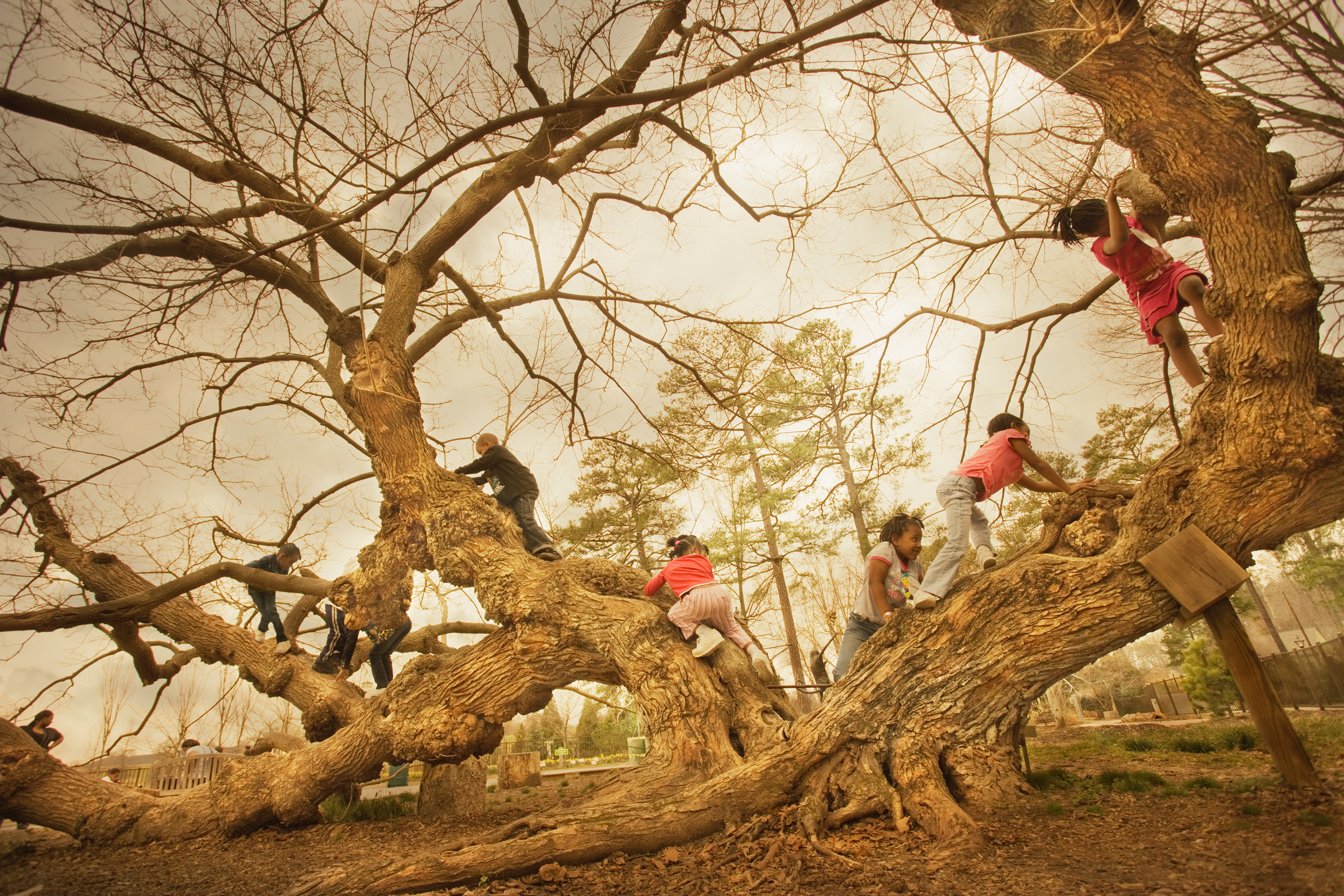 Kids climbing on the Mulberry Tree at Ginter Image by Robert Llewellyn
