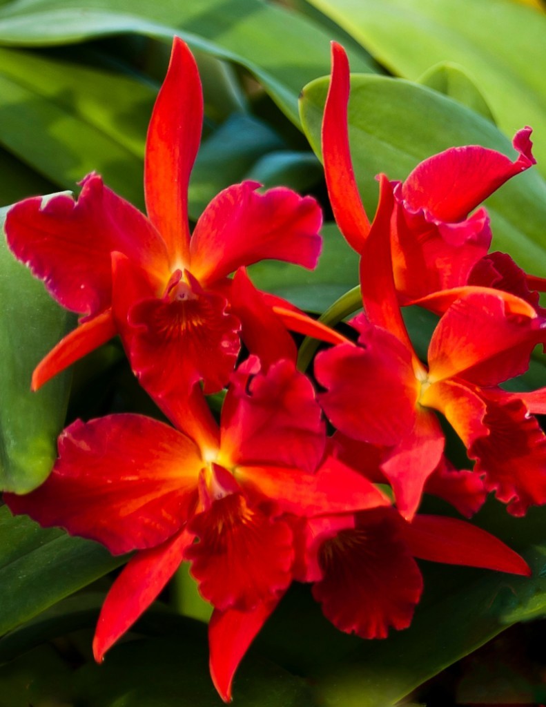 fiery red orchid