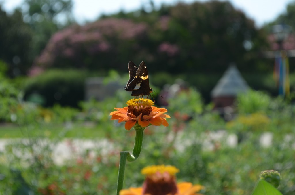 zinnias are one of the best plants for kids