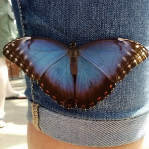 A common morpho (Morpho peleides) resting on a pair of blue jeans to blend in.