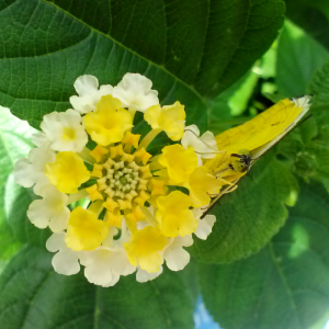 Yellow and white butterfly blending in with lantana flower.