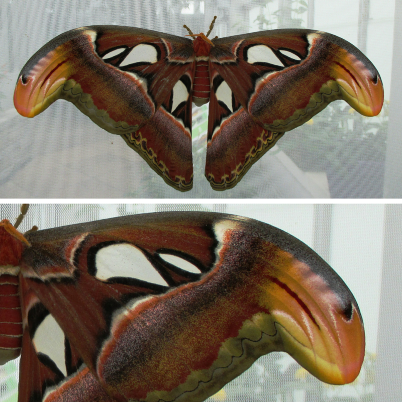 Atlas moth's (Atlas atticus) wings mimicking a cobra's head.