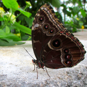 A common morpho (Morpho peleides) resting with his wings closed, exposing his dull underside.