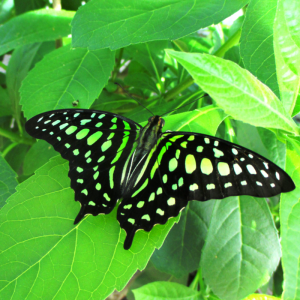 A tailed jay (Graphium agamemnon) butterfly resting on bright green leaves.