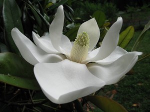 Southern magnolia, Magnolia grandiflora