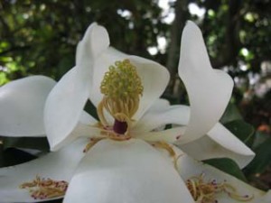Southern magnolia, Magnolia grandiflora