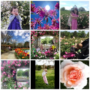 Finalists in the #Million Blooms Instagram contest