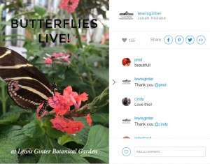 Our Steller Butterflies LIVE! story