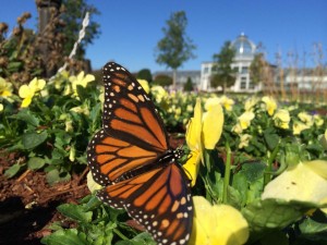 monarch conservatory photo by Jonah Holland