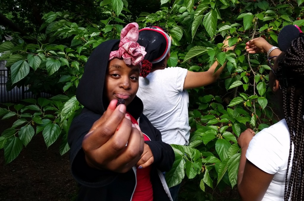 The group harvests mulberries for their pancakes. 