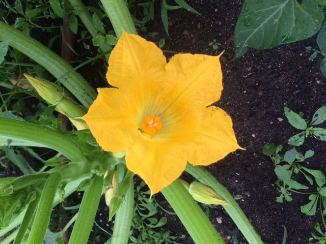 This squash blossom is just waiting to be stuffed!