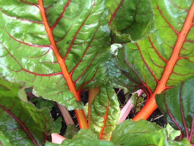 Swiss chard belongs in the green group, but the 'Bright Lights' variety offers so many great colors.