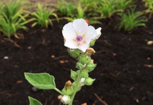 Althaea officinalis or marshmallow