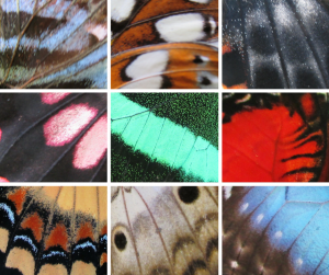 Up-close images of butterfly scales and tubular veins.
