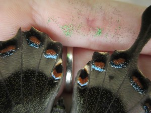 Up-close photo of a butterfly wing and hand with scales rubbed off.