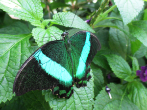 A green and black banded peacock (Papilio palinurus) resting with its wings open.