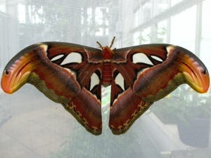 Atlas moth (Attacus atlas) resting with his wings open. His body is stockier and hairier than a butterfly's and he has feathered antennas.