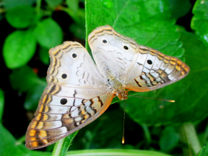 A white peacock (Anartia jatrophae) butterfly resting with his wings open on a leaf. His clubbed antennas are easy to distinguish.