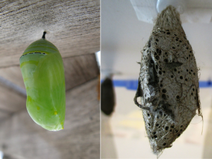 Monarch (Danaus plexippus) chrysalis hanging on the left and African moon moth (Argema mimosae) cocoon hanging on the right.
