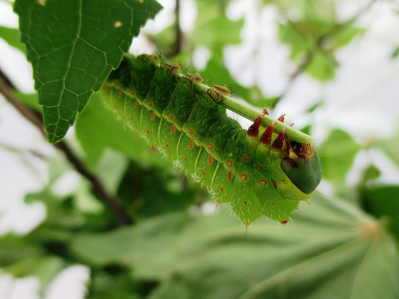 Luna moth (Actias luna) caterpillar hanging from a sweet gum (Liquidambar styraciflua) leaf.