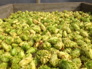 Oktoberfest hops