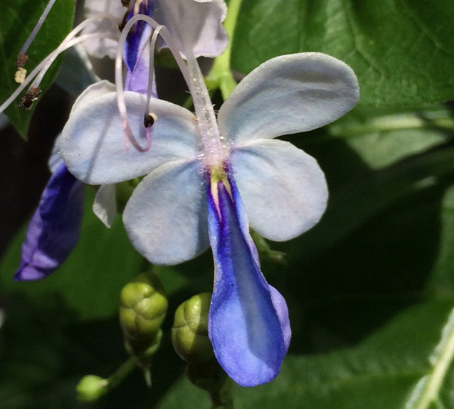 CLERODENDRUM ugandense Blue Butterfly Bush