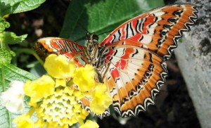 Leopard Lacewing butterfly orange, black and white