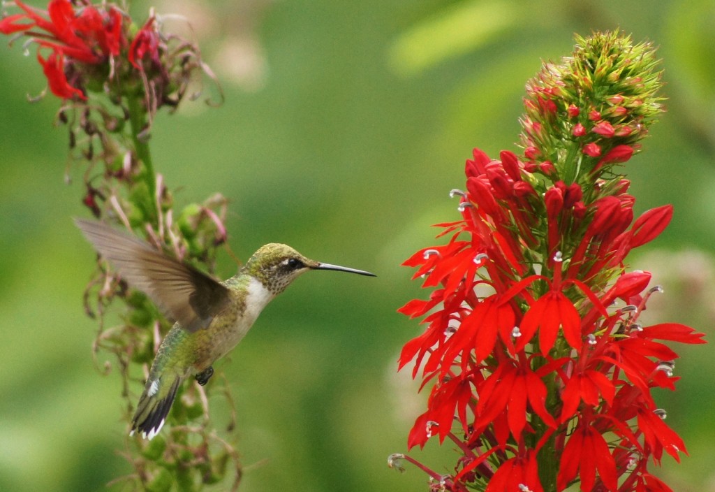 Hummingbird and red cardinal flower. Photo by Mike Di Leo